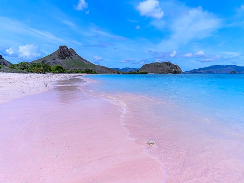 Komodo Dragon Komodo National Park Indonesia