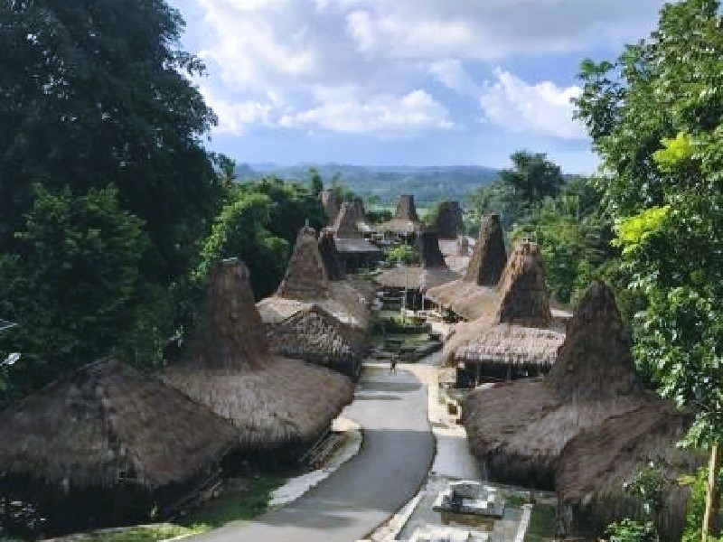 Horses in Sumba savanna Indonesia