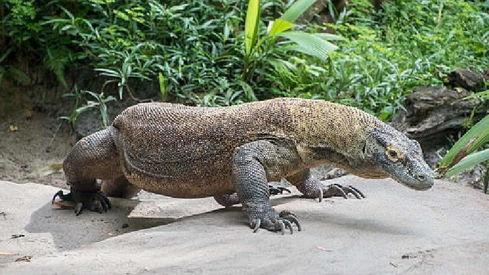 Komodo Private Tours